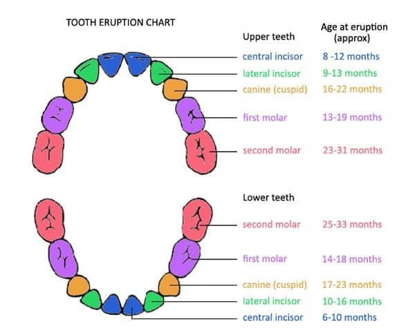 Tooth Chart